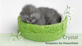  Presentation with newborn - Theme featuring newborn-british-shorthair-kitten background and a mint green colored foreground