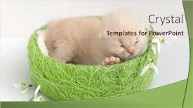  Presentation with newborn - Presentation with newborn-british-shorthair-kitten background and a lemonade colored foreground