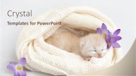  Presentation with newborn - Slide set featuring newborn-british-shorthair-kitten background and a lemonade colored foreground