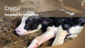  Presentation with dairy farm - Cool new presentation design with calf lying in the pen backdrop and a coral colored foreground
