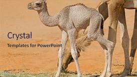  Presentation with camel - Colorful presentation theme enhanced with newborn camel calf with its backdrop and a coral colored foreground
