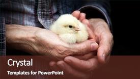  Presentation with chick - Beautiful presentation design featuring newborn chick on a farmer' backdrop and a tawny brown colored foreground