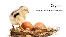  Presentation with chick - Beautiful PPT theme featuring newborn-chick-in-the-nest backdrop and a white colored foreground