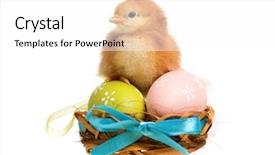  Presentation with chick - Colorful presentation theme enhanced with newborn chick in the nest backdrop and a  colored foreground