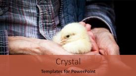  Presentation with chick - Slides enhanced with newborn-chick-on-a-farmer background and a red colored foreground