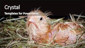  Presentation with chick - Colorful presentation design enhanced with newborn chick still wet after being hatched backdrop and a black colored foreground