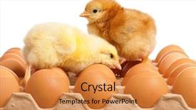  Presentation with chick - PPT theme featuring newborn chick with fresh eggs background and a  colored foreground