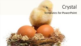  Presentation with newborn - Presentation featuring newborn chicken standing in nest background and a lemonade colored foreground