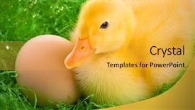  Presentation with newborn - Slides with newborn duckling in the nest background and a yellow colored foreground