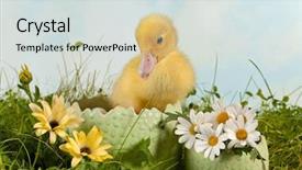  Presentation with daisy - Slide deck having newborn easter duckling background and a sky blue colored foreground
