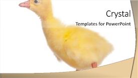  Presentation with newborn - Slide set enhanced with newborn fluffy gosling one young background and a white colored foreground