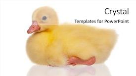 Presentation with newborn - Presentation theme consisting of newborn fluffy gosling one young background and a white colored foreground