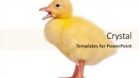  Presentation with geese - Presentation design with newborn fluffy gosling one young background and a yellow colored foreground