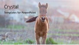  Presentation with foal - Colorful slide deck enhanced with newborn foal on meadow backdrop and a lemonade colored foreground