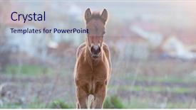  Presentation with foal - Slide deck featuring newborn foal on meadow background and a lemonade colored foreground