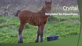  Presentation with foal - Presentation design enhanced with newborn foal on meadow background and a gray colored foreground