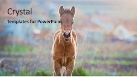  Presentation with foal - Amazing presentation theme having newborn foal on meadow backdrop and a light blue colored foreground