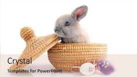  Presentation with cute baby - Colorful slide set enhanced with newborn free - cute baby bunny in basket backdrop and a coral colored foreground