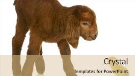  Presentation with newborn - PPT layouts featuring old history catacombs odessa ukraine background and a violet colored foreground