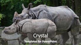  Presentation with newborn - PPT theme featuring newborn indian rhinoceros rhinoceros unicornis background and a dark gray colored foreground