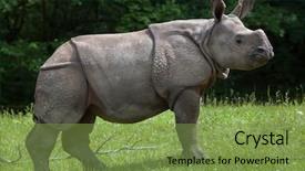  Presentation with mom and newborn - Amazing PPT layouts having newborn indian rhinoceros rhinoceros unicornis backdrop and a seafoam green colored foreground