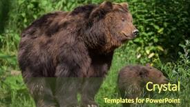  Presentation with brown bear - Presentation theme having newborn kamchatka brown bear ursus background and a tawny brown colored foreground
