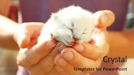  Presentation with newborn - Amazing theme having newborn kitten in male hands closeup backdrop and a red colored foreground