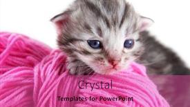  Presentation with yarn - Presentation design enhanced with newborn kitten with a ball of yarn background and a coral colored foreground