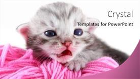  Presentation with yarn - Amazing presentation theme having newborn kitten with a ball of yarn backdrop and a white colored foreground