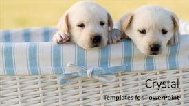  Presentation with newborn - Colorful slides enhanced with newborn labrador puppies in basket backdrop and a light gray colored foreground