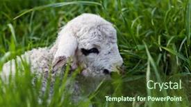  Presentation with newborn - Cool new PPT theme with newborn lamb in green grass backdrop and a tawny brown colored foreground