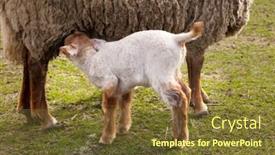  Presentation with springtime - Cool new PPT layouts with newborn lamb in springtime drinking with this mother backdrop and a tawny brown colored foreground
