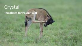  Presentation with newborn - PPT theme with newborn-of-blue-wildebeest-gnu background and a seafoam green colored foreground