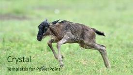  Presentation with mom and newborn - Slides enhanced with newborn of blue wildebeest gnu background and a mint green colored foreground