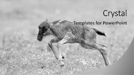  Presentation with newborn - Cool new presentation with newborn of blue wildebeest gnu backdrop and a light gray colored foreground