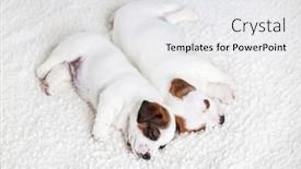  Presentation with newborn - Audience pleasing presentation theme consisting of newborn-puppies-sleeping-small-dog backdrop and a white colored foreground