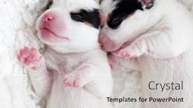  Presentation with sleeping - Amazing PPT layouts having newborn-puppy-sleeping-small-dog backdrop and a light gray colored foreground