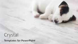 Presentation with sleeping - Beautiful PPT layouts featuring newborn-puppy-sleeping-small-dog backdrop and a light gray colored foreground