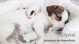  Presentation with newborn - Amazing slide deck having newborn-puppy-sleeping-with-mother backdrop and a light gray colored foreground