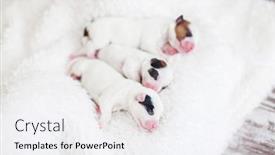  Presentation with newborn - PPT layouts enhanced with newborn-puppy-with-mother-dog background and a white colored foreground