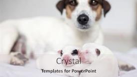  Presentation with newborn - Theme enhanced with newborn-puppy-with-mother-dog background and a lemonade colored foreground