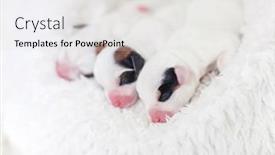  Presentation with newborn - Cool new theme with newborn-puppy-with-mother-dog backdrop and a light gray colored foreground