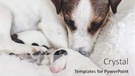  Presentation with newborn - Slide deck enhanced with newborn-puppy-with-mother-dog background and a light gray colored foreground