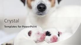  Presentation with mother doing yoga kids - Slide deck with newborn-puppy-with-mother-dog background and a light gray colored foreground