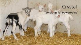  Presentation with goat farm - Audience pleasing PPT layouts consisting of umbilical cord - four young goat kids backdrop and a mint green colored foreground