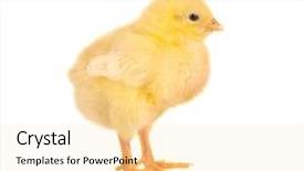  Presentation with chick - Presentation having newborn yellow easter chick background and a lemonade colored foreground