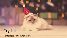  Presentation with cat party - PPT layouts featuring newcats - cat christmas party winter holidays background and a lemonade colored foreground