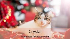  Presentation with merry christmas and new year - Presentation theme having newcats - cat near christmas tree happy background and a coral colored foreground