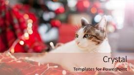  Presentation with happy new year - Audience pleasing slides consisting of newcats - cat near christmas tree happy backdrop and a coral colored foreground