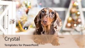  Presentation with new year - Presentation design featuring newcats - puppy dachshund new year's puppy background and a coral colored foreground